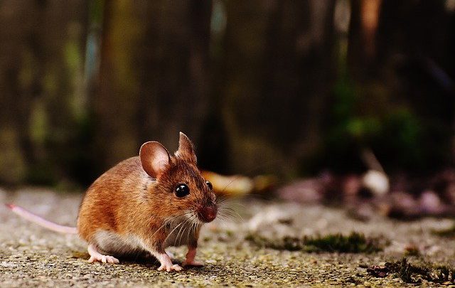 Obowiązkowa deratyzacja dla właścicieli poznańskich nieruchomości